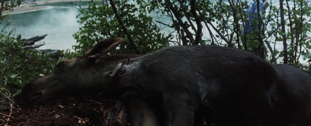 A dead moose lays on the ground ahead of a lake.